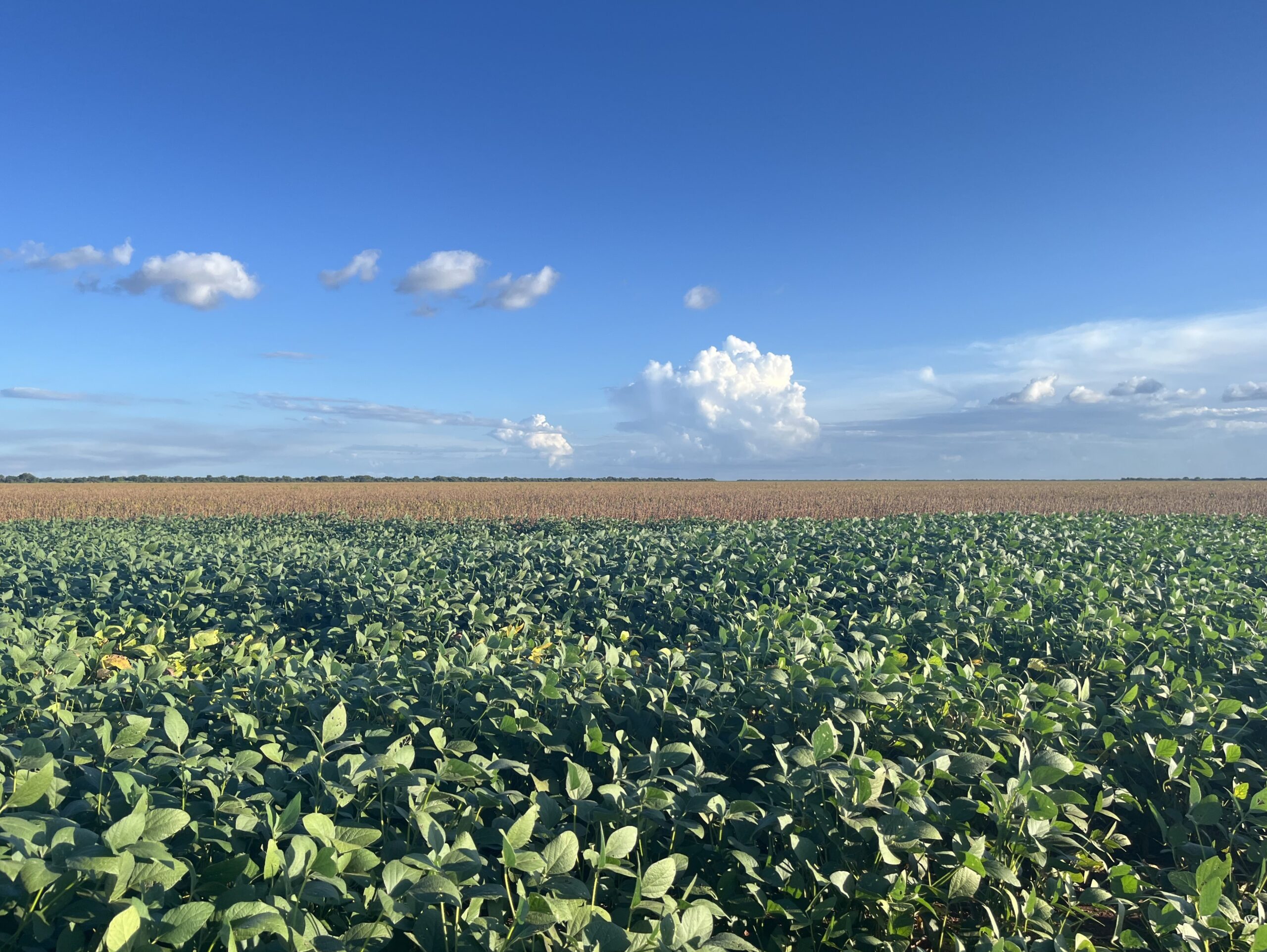 Polo agrícola no Matopiba, Oeste da Bahia pode captar R$ 1 bilhão em carbono florestal