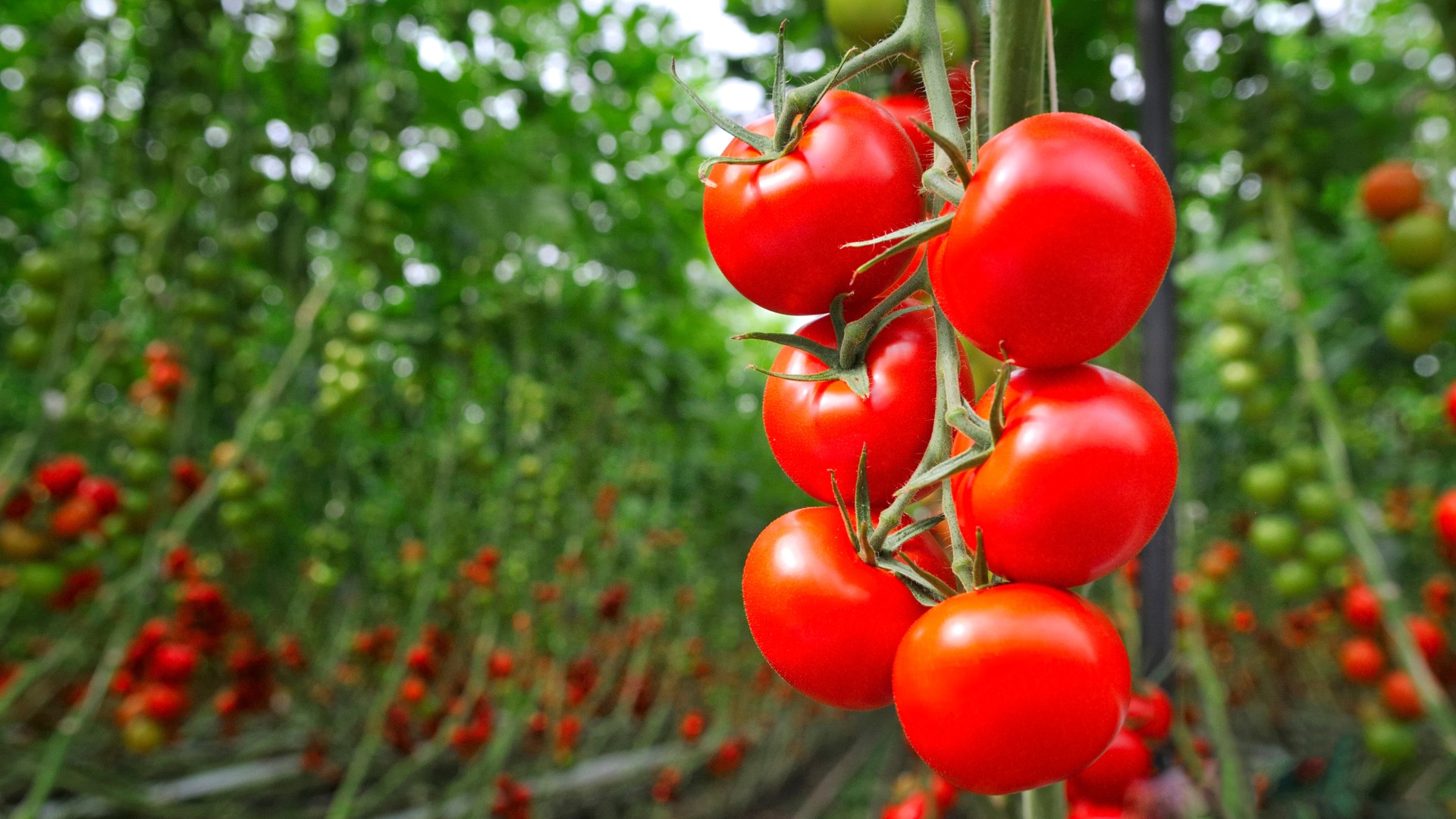 Preços do tomate sobem com força no atacado