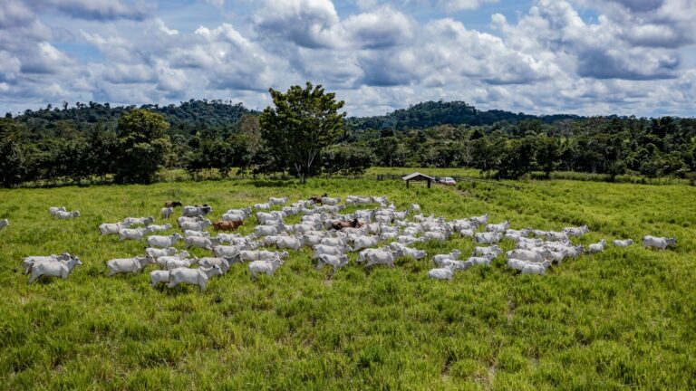 Boas práticas elevam custo para produtores e pecuaristas