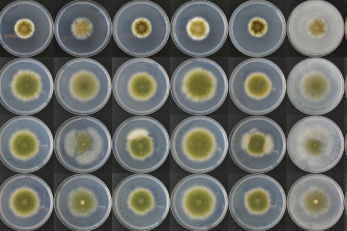 Fungos podem substituir carne no futuro? Cientistas acreditam que sim