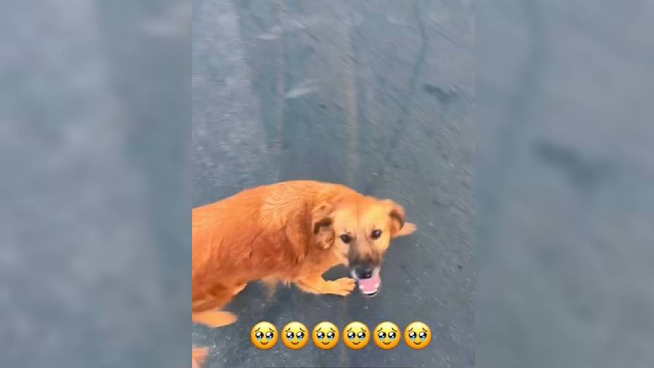 Cadela agredida com pedaço de madeira é encontrada viva em Juazeiro do Norte, no CE