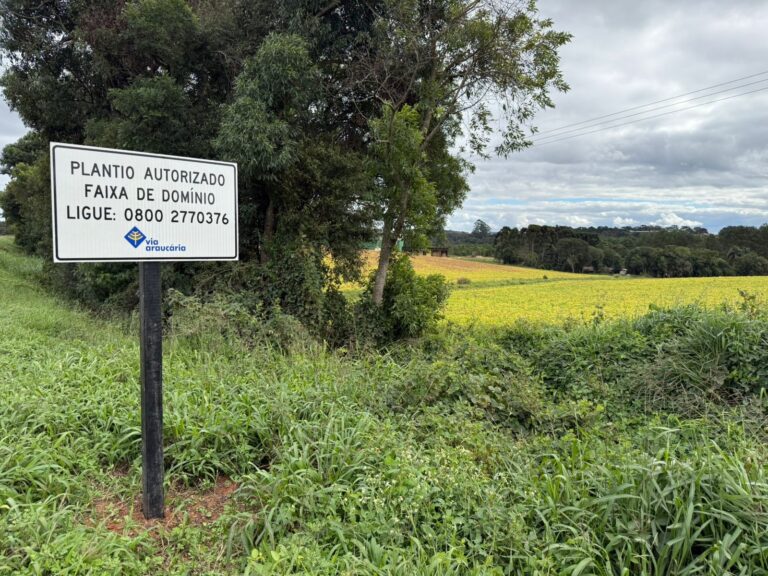 Projeto incentiva plantio na faixa de domínio de rodovias no Paraná