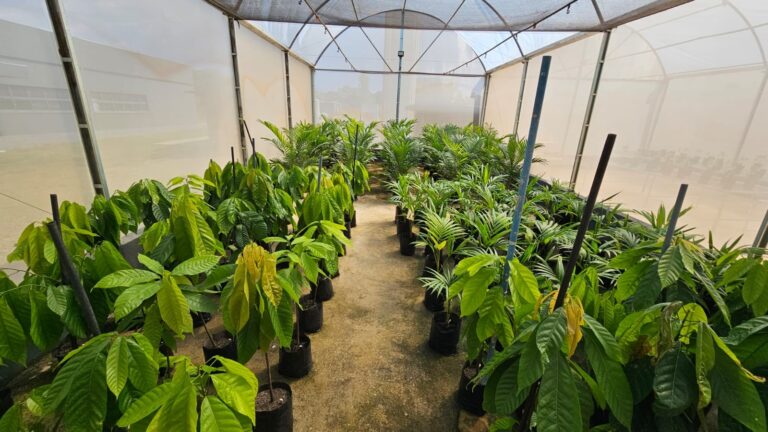 Projeto incentiva agroflorestas com plantas da Amazônia