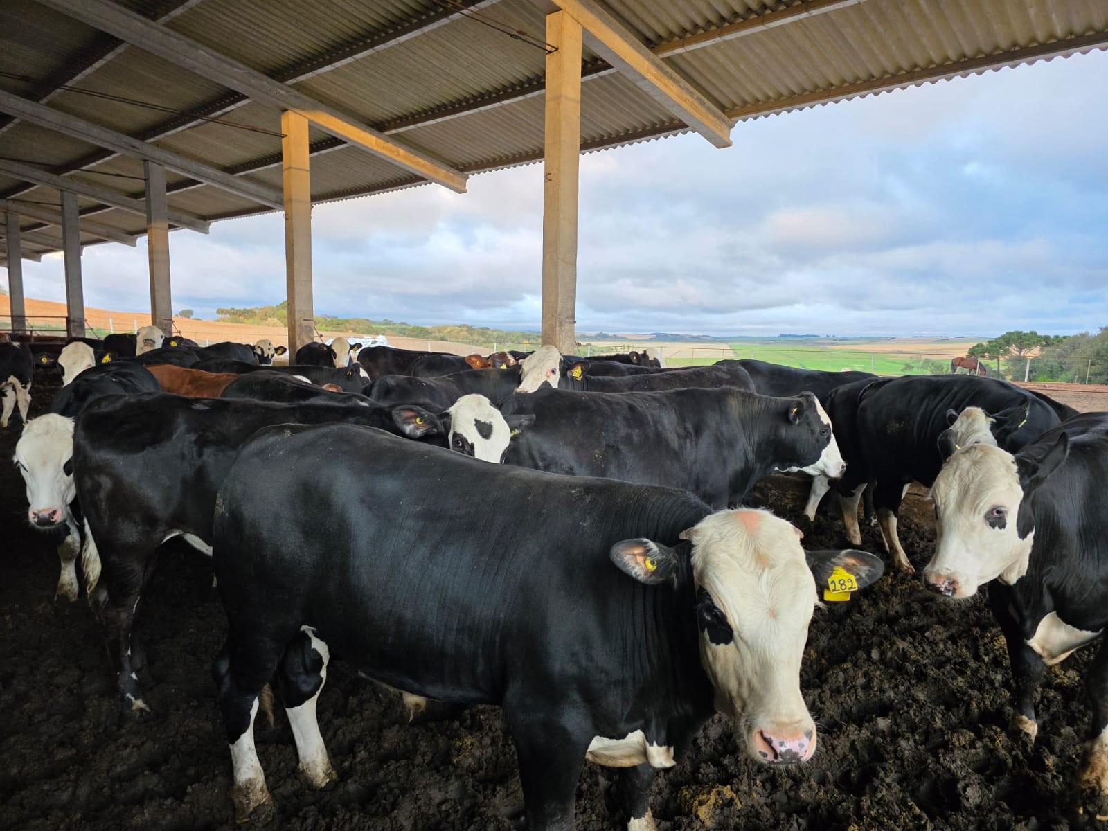 Conheça o sistema que promove cruzamento de vacas leiteiras com touros de raças de corte