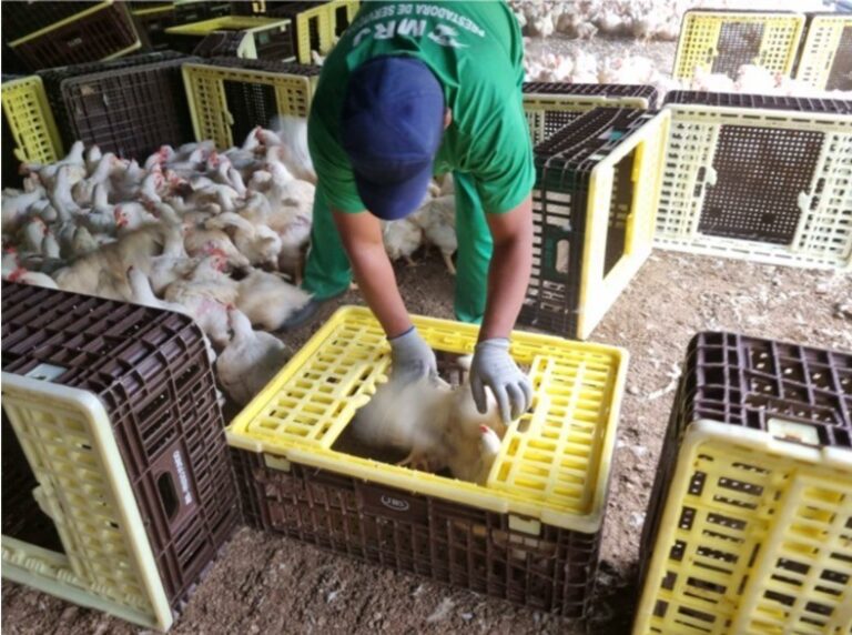 Justiça determina medidas contra trabalho análogo à escravidão na JBS