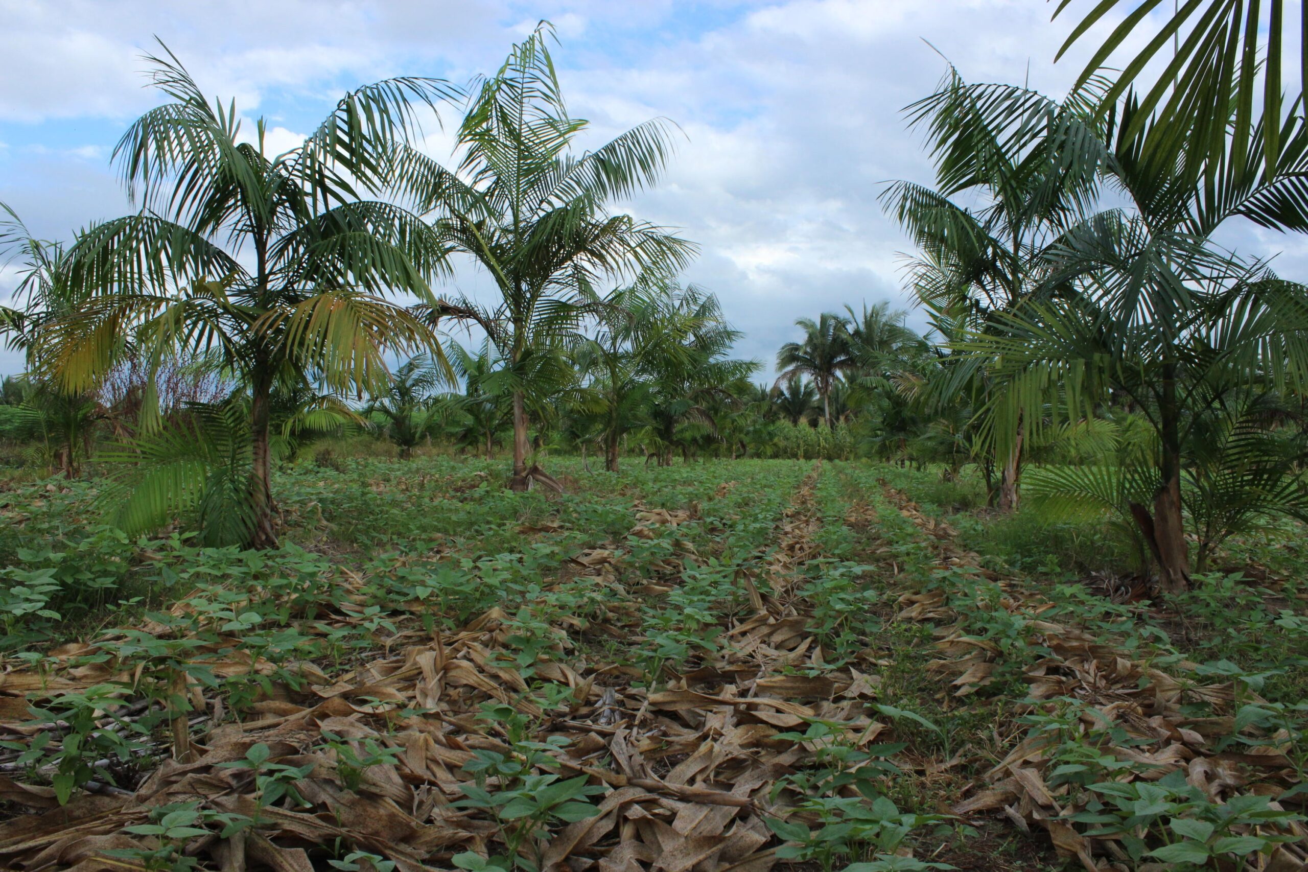 Amazonas cria Plano Estadual de Agroecologia e Produção Orgânica