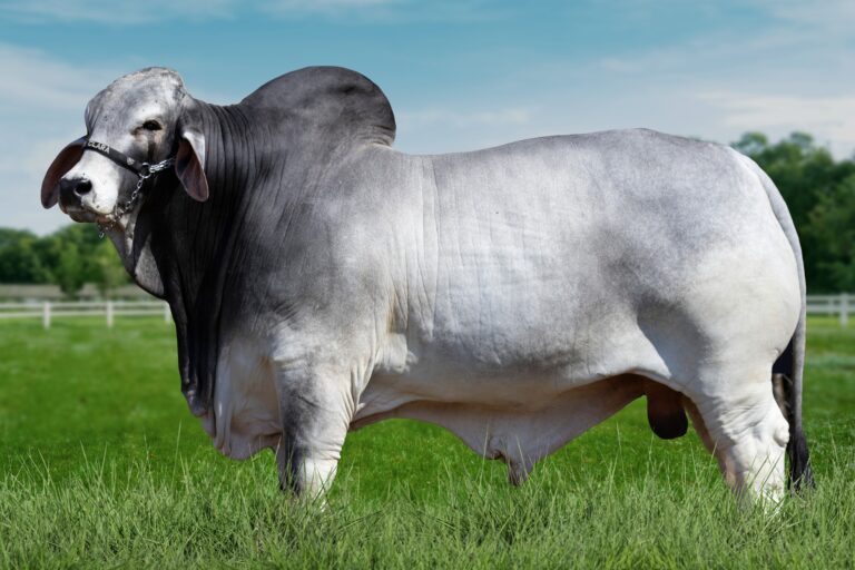 Touro Brahman é recordista no rendimento de carnes nobres no Brasil