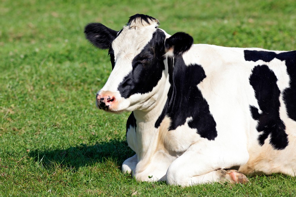 Você sabia que as vacas têm sotaque? Entenda