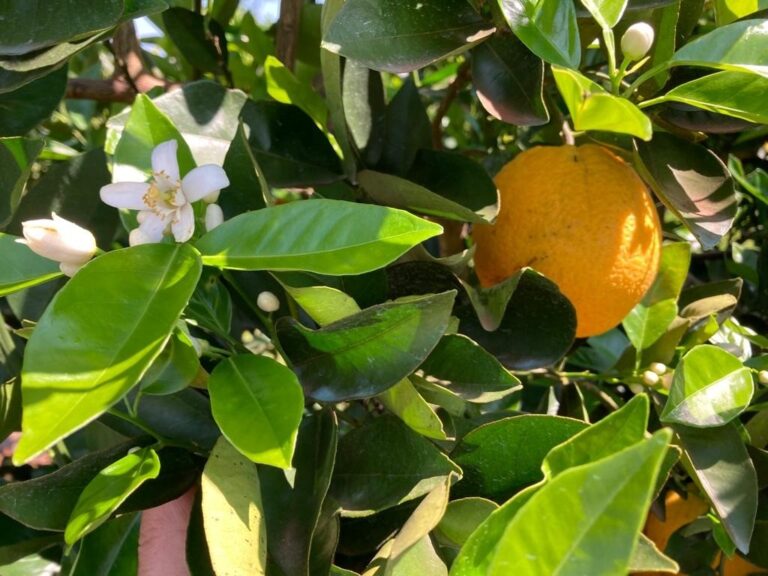 Produtores de laranja esperam mais chuvas para uma boa florada