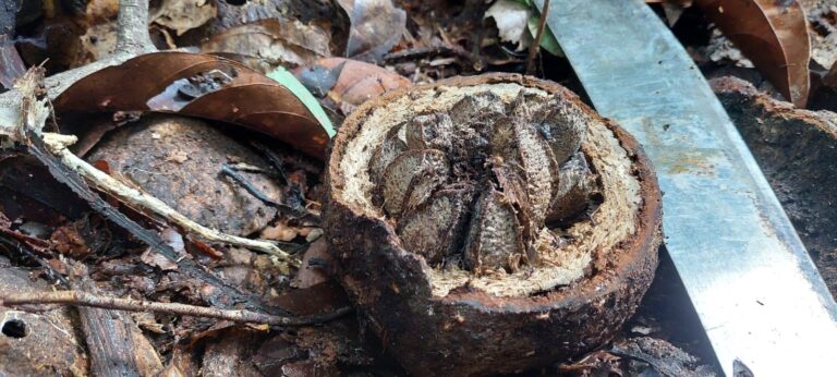 Oferta de castanha-do-Brasil sofre novo baque após seca