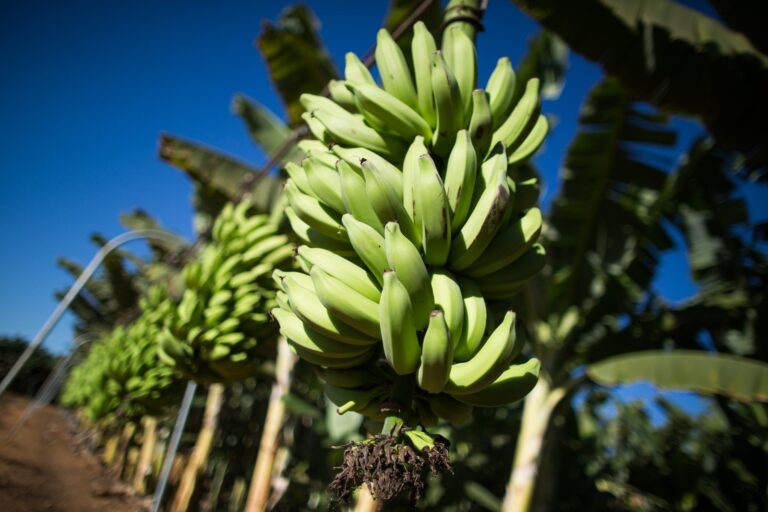Produtores de banana pedem para governo rever abertura de mercado ao Equador