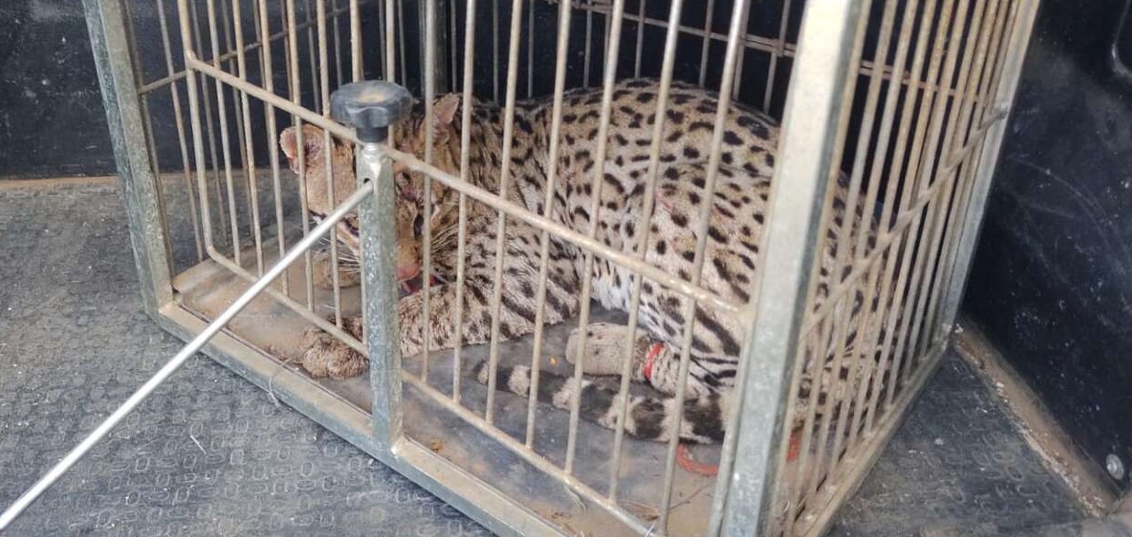 Jaguatirica ferida é resgatada pela PM em área rural de Missão Velha, no Ceará