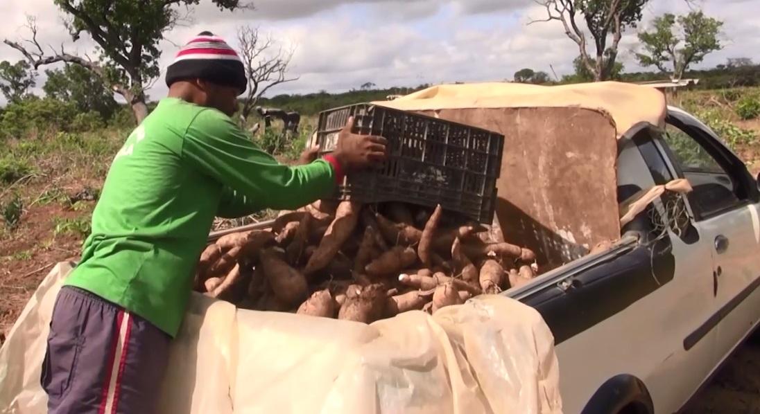 Ceará produz a cada safra mais de 700 mil toneladas de mandioca, matéria-prima da tapioca