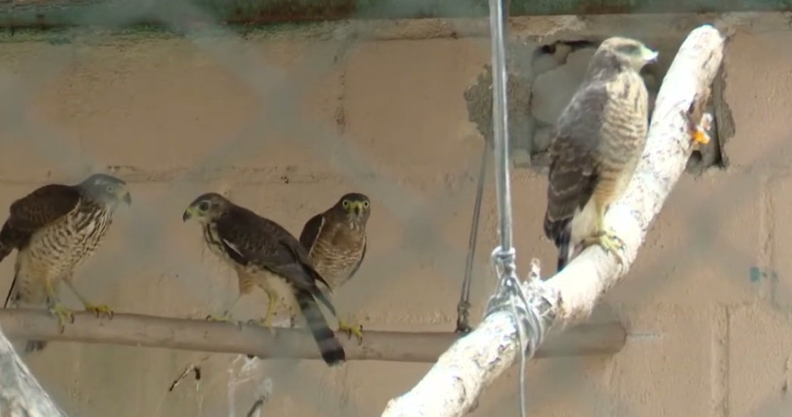 Corpo de Bombeiros registra 5.955 resgates de animais no primeiro semestre de 2025, no Ceará