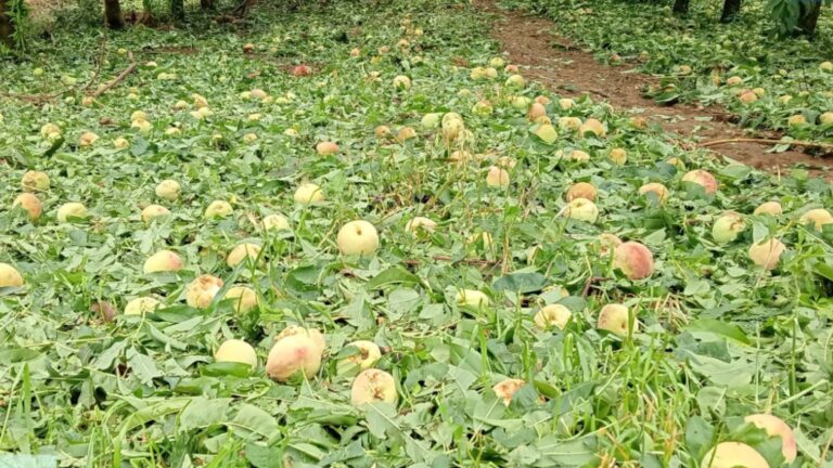 Agricultores relatam prejuízos milionários após granizo em SC: ‘Não tem fruta nem para comer’