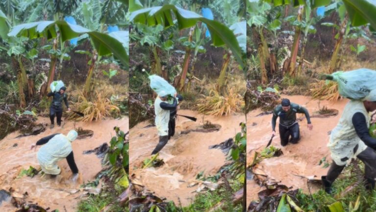Produtor mostra colheita de banana durante enxurrada em SC e viraliza; assista