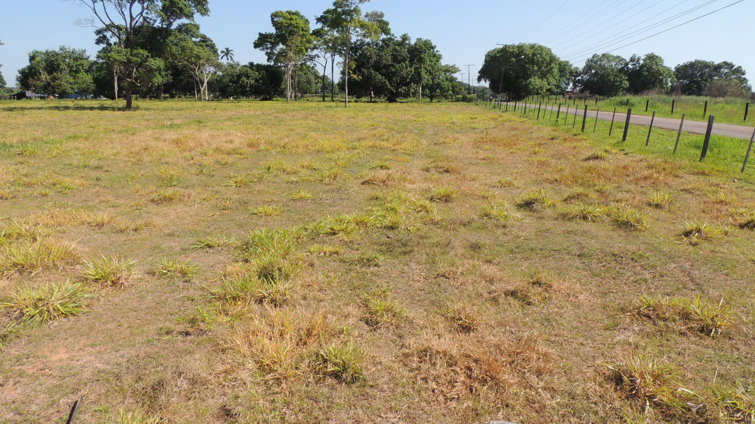 Soluções biológicas podem ajudar a recuperar áreas degradadas