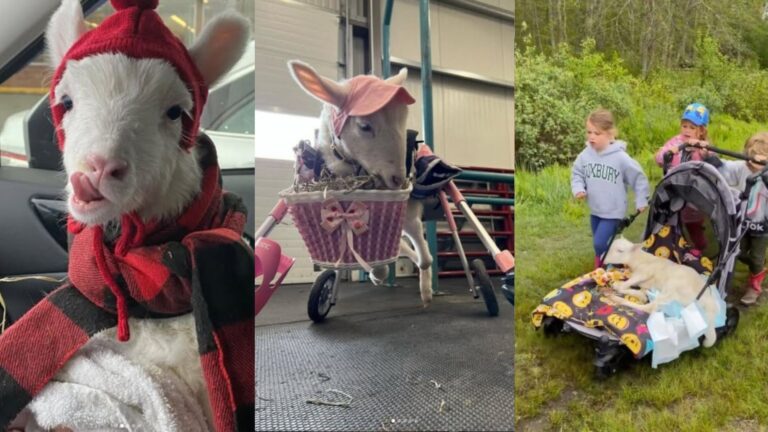 Conheça Kiki, ovelha que anda de cadeira de rodas e curte Taylor Swift