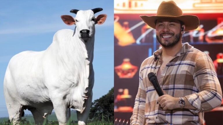Murilo Huff se torna um dos donos da vaca mais cara do mundo: ‘Uma honra’