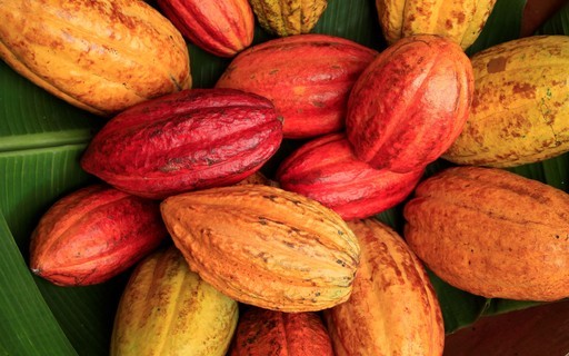 Produtores mineiros diversificam com o cultivo de cacau