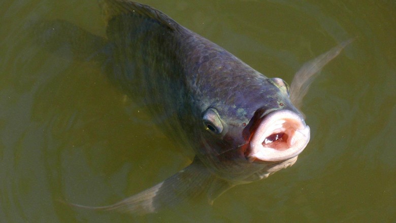 Aquecimento global aumenta toxicidade de microplásticos em peixes