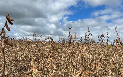 Soja avança em Chicago mesmo com demanda da China abaixo do ideal