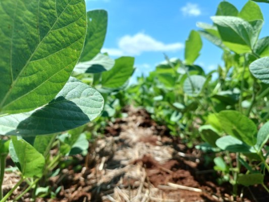 La Niña afeta lavouras, e consultorias já reduzem projeções para colheita de soja