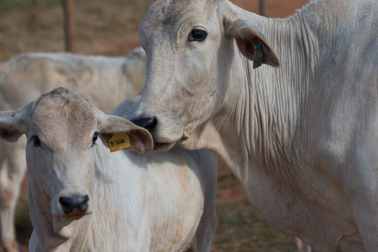 Oferta de gado deve começar a se reduzir em 2026, prevê consultoria