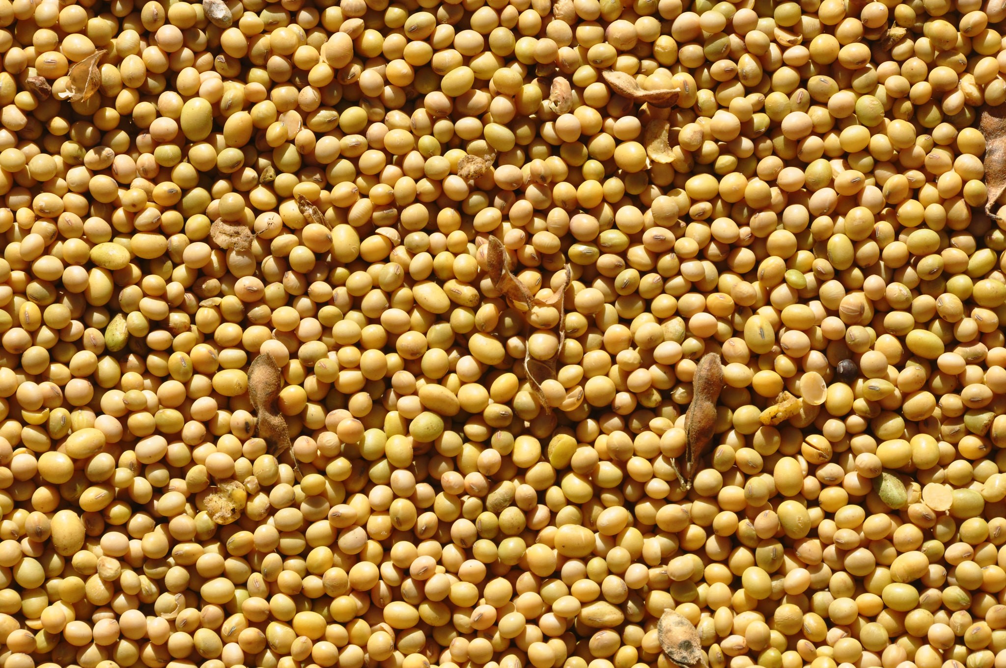 Soja, milho e trigo caem na bolsa de Chicago