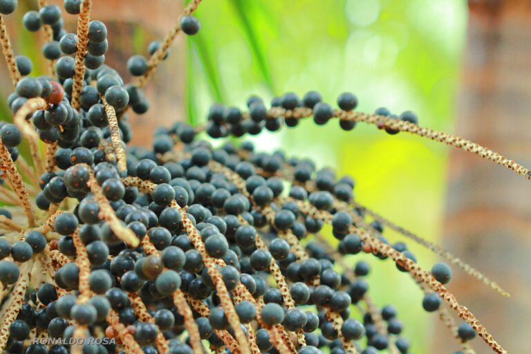Casal produz e exporta açaí do Pará para Austrália, Japão e EUA
