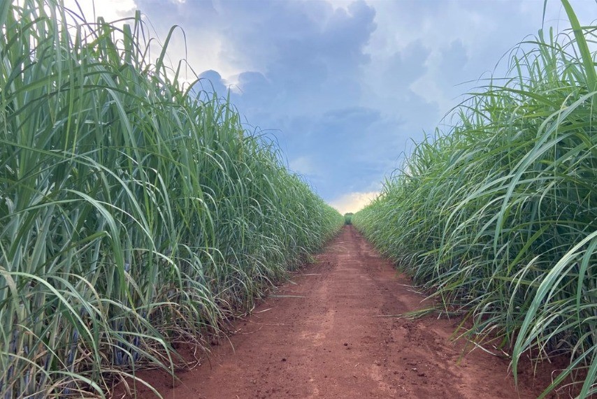 Duas novas variedades de cana apresentam alto potencial produtivo