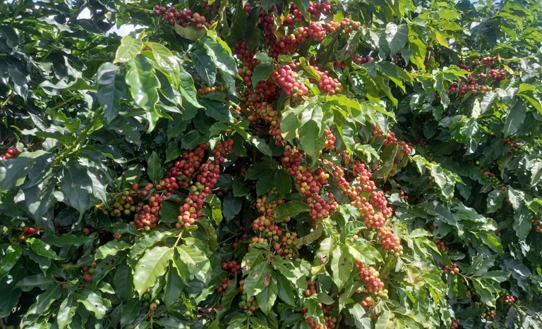 Caminho de retomada do café brasileiro nos Estados Unidos; ouça o comentário