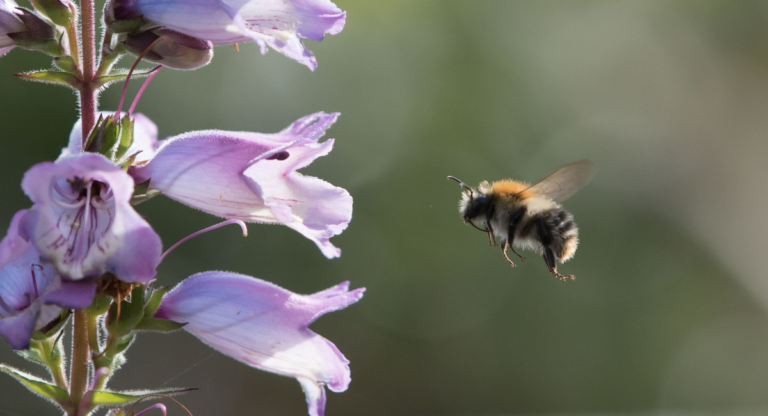 As abelhas sabem que horas são? Estudo sugere que sim