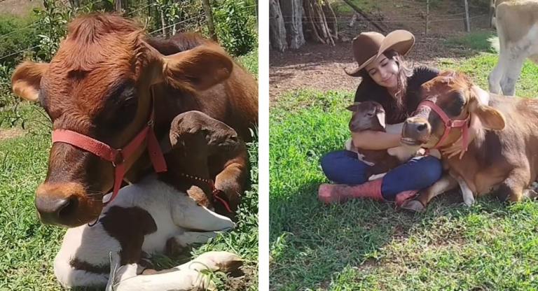 Vaca ‘adota’ ovelha após perder filhote em Minas Gerais e vídeo viraliza