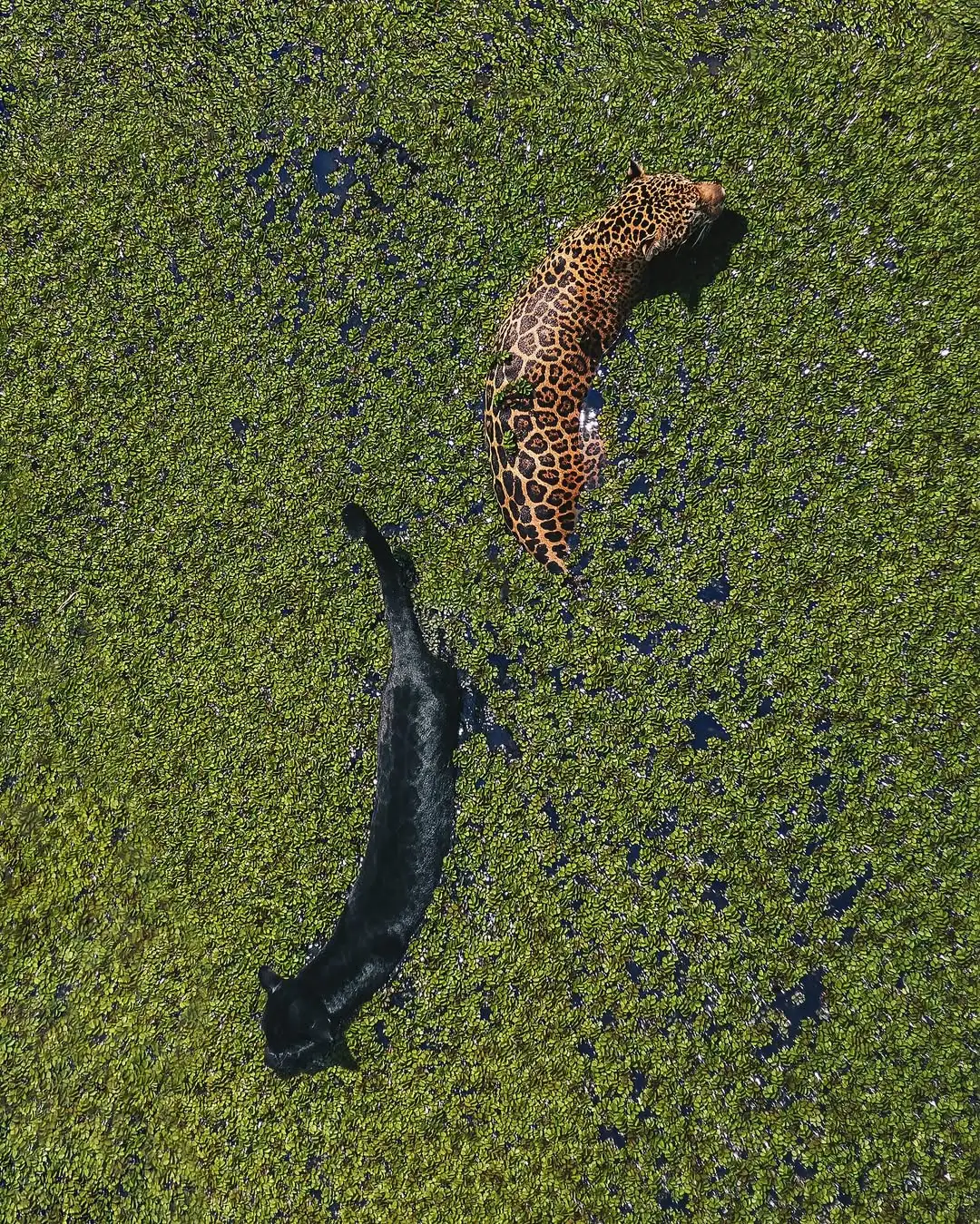 Fotógrafo filma onça-pintada e pantera negra tomando banho juntas em Manaus. Entenda o motivo da diferença na coloração e o impacto do registro raro na web