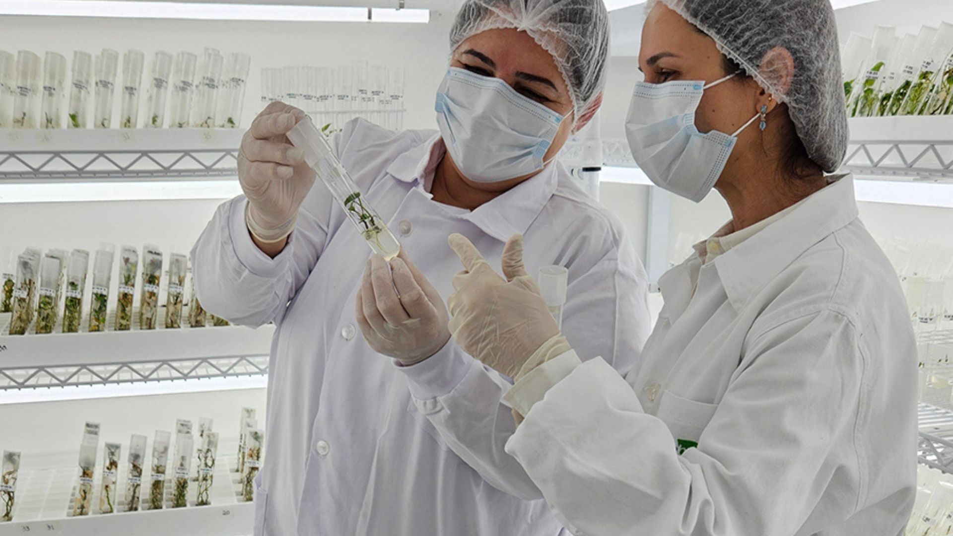 Pesquisadores dos EUA dizem que Embrapa revolucionou agricultura