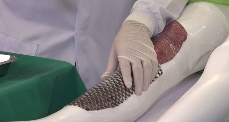 UFC inaugura laboratório dedicado à pesquisa da pele de tilápia em Fortaleza