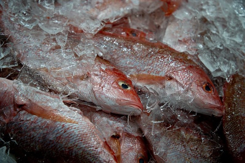 União Europeia fará auditoria para possível reabertura de pescados brasileiros