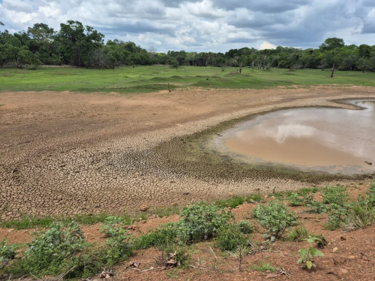 Clima instável prejudica plantio de soja no Matopiba