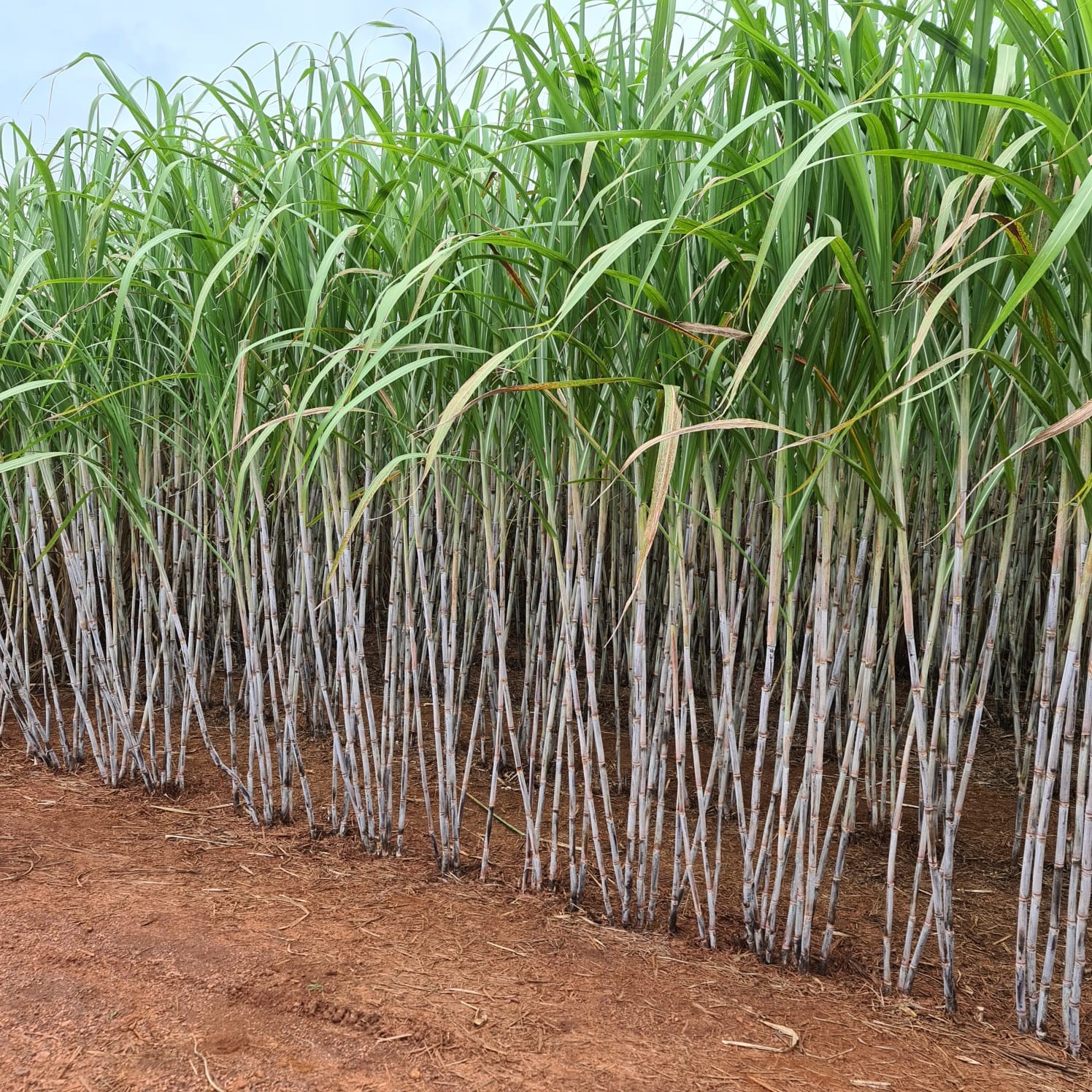 Brasilagro registrou prejuízo líquido de R$ 64 milhões no primeiro trimestre da safra 2025/26