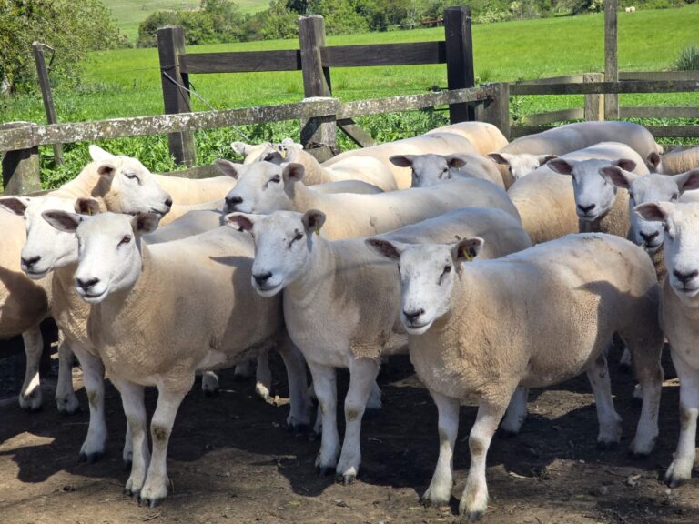 Preço do cordeiro bate recorde no Rio Grande do Sul e incentiva criadores