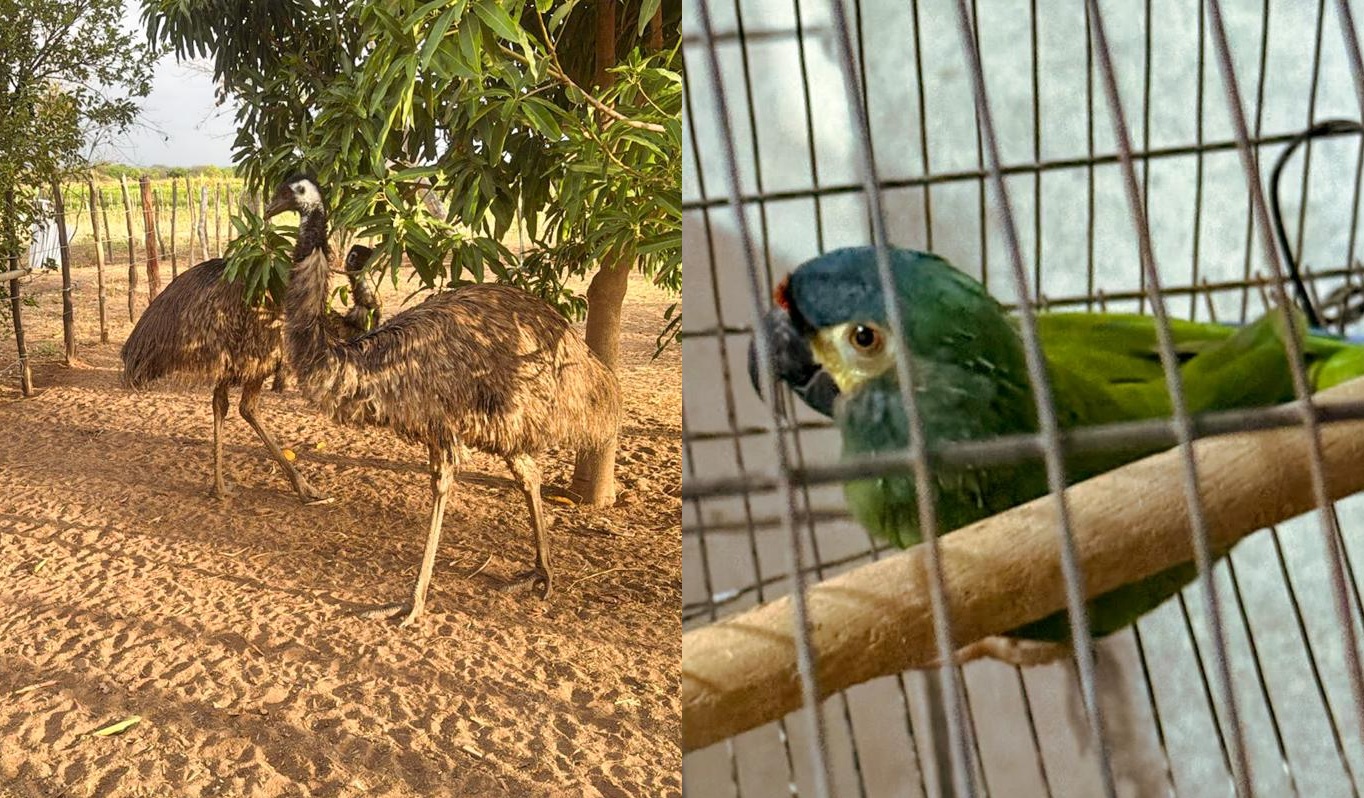 Operação da PF combate comércio ilegal de aves silvestres no Ceará e em três outros estados