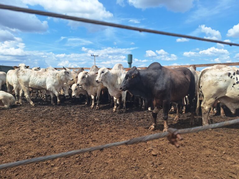 Preço do boi gordo começa a semana com estabilidade