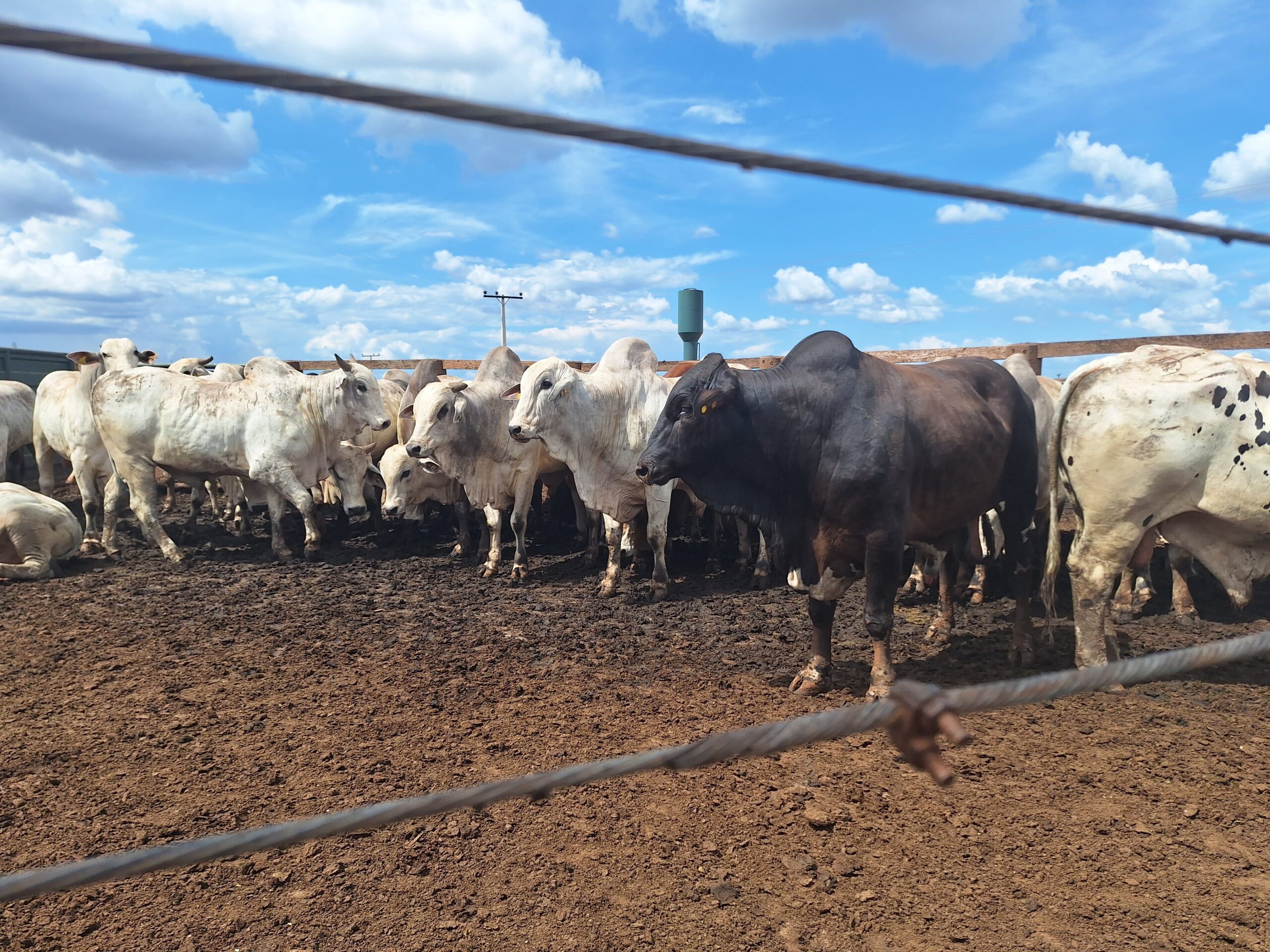 Preço do boi gordo começa a semana com estabilidade