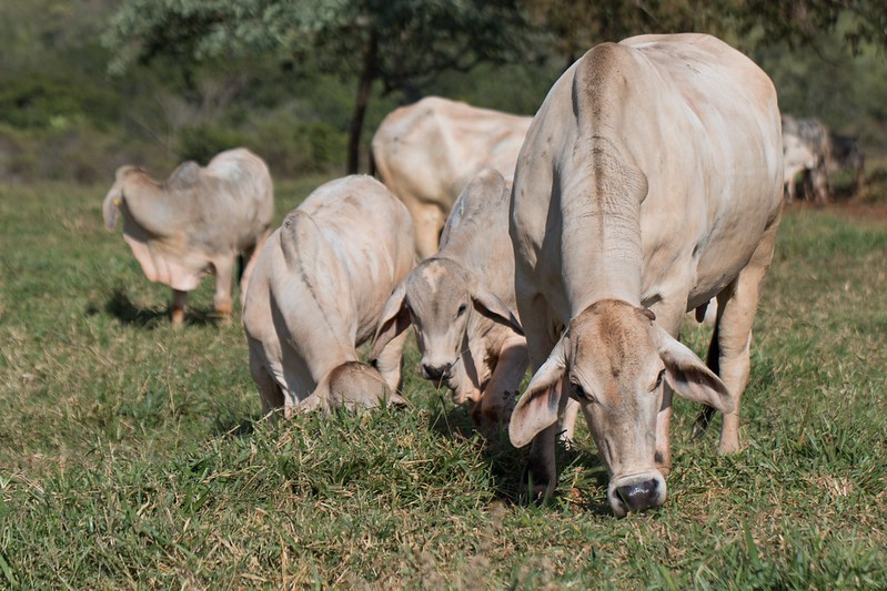 Com poucos negócios, preço do boi gordo inicia a última semana do ano estável