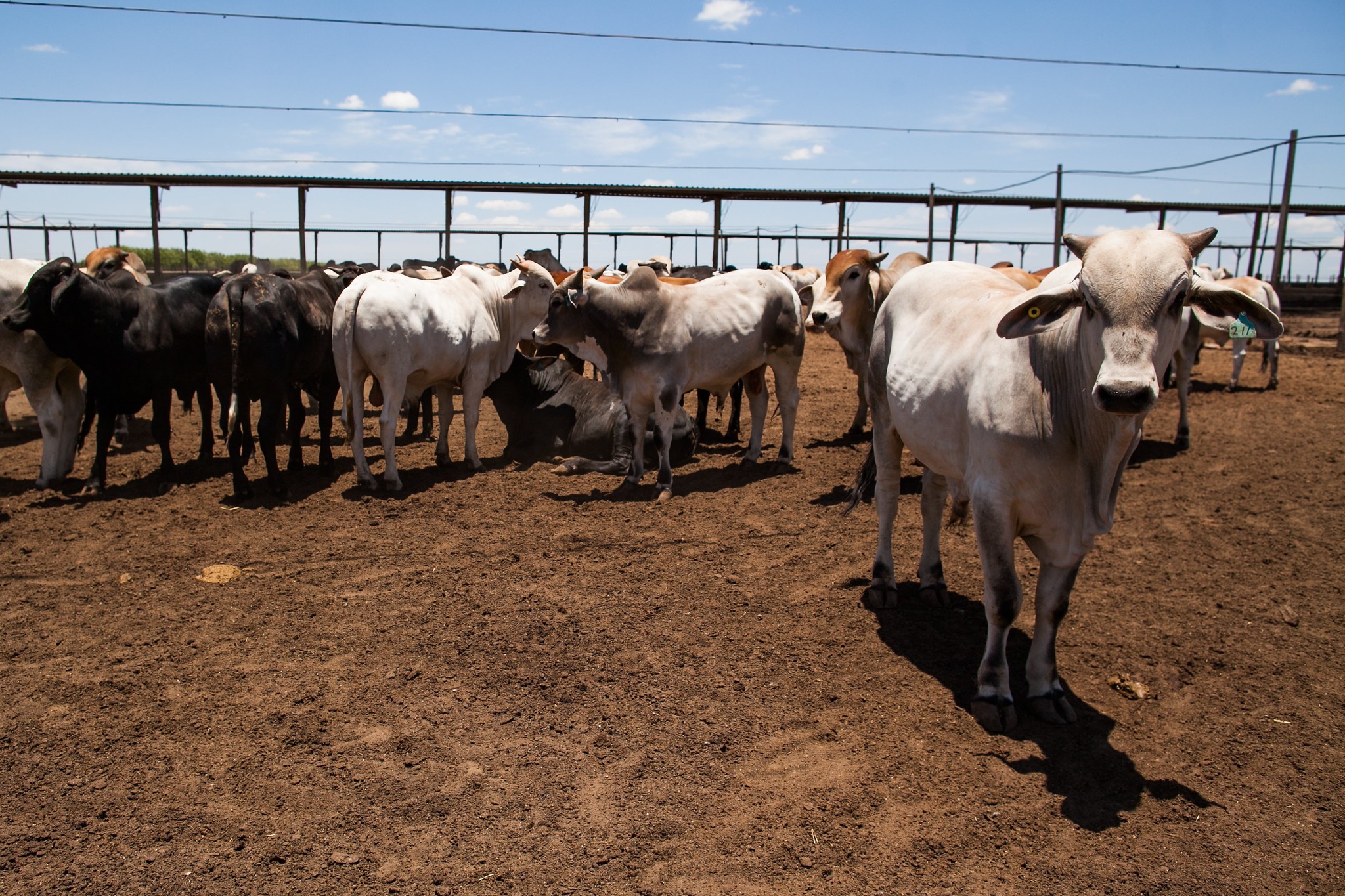 Salvaguarda chinesa deve pressionar preços da arroba no curto prazo