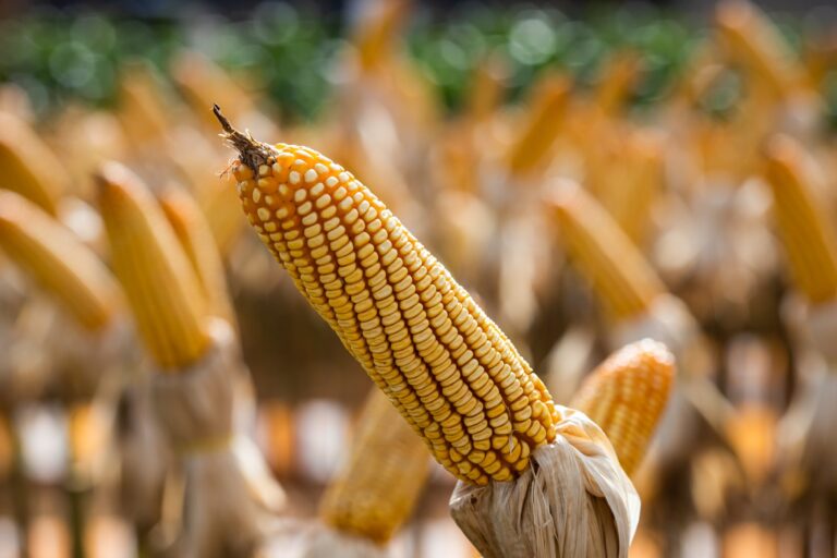 Grãos caem na abertura da bolsa de Chicago desta terça-feira