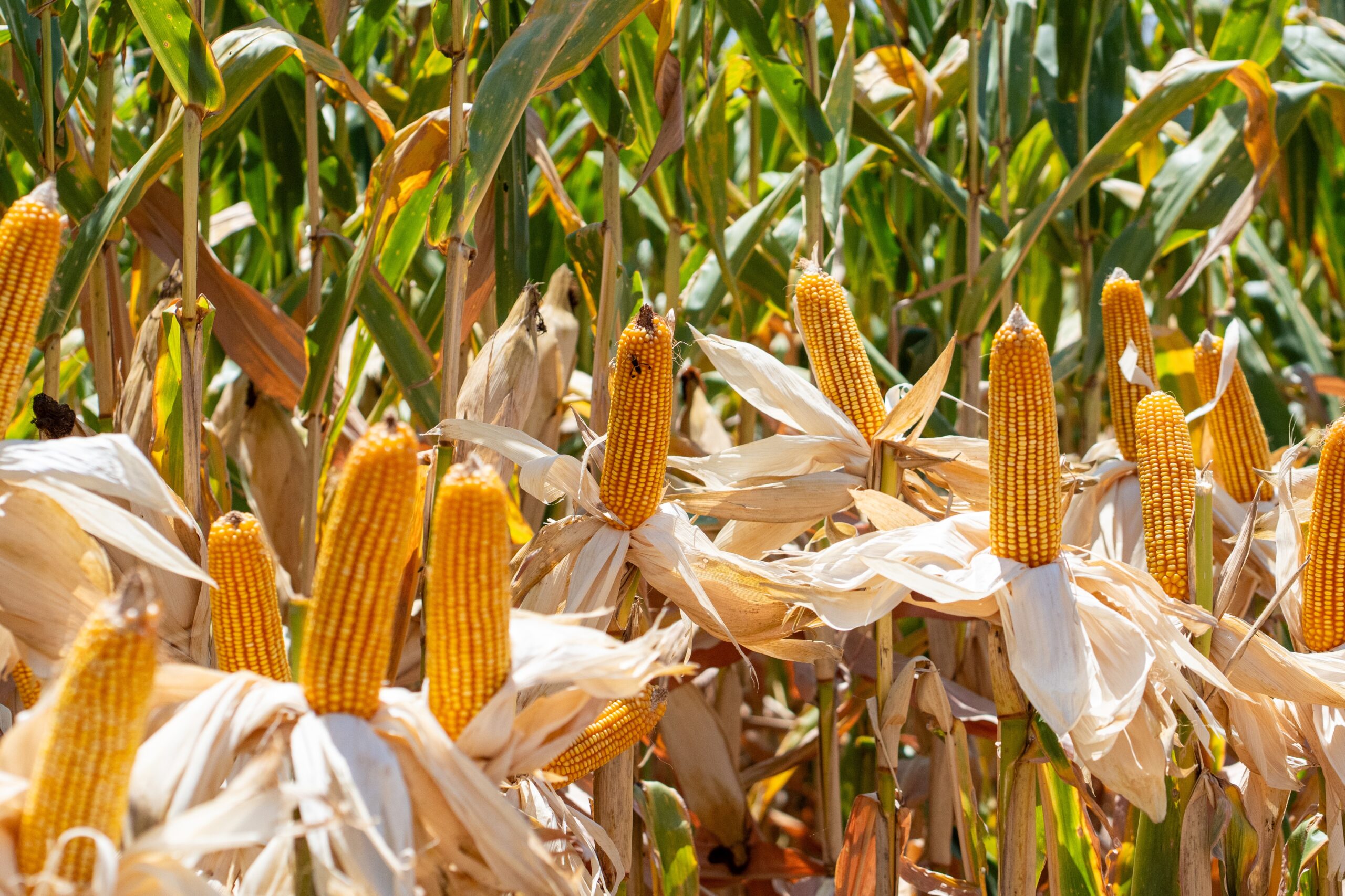 Preço da soja cai em Chicago; milho e trigo sobem