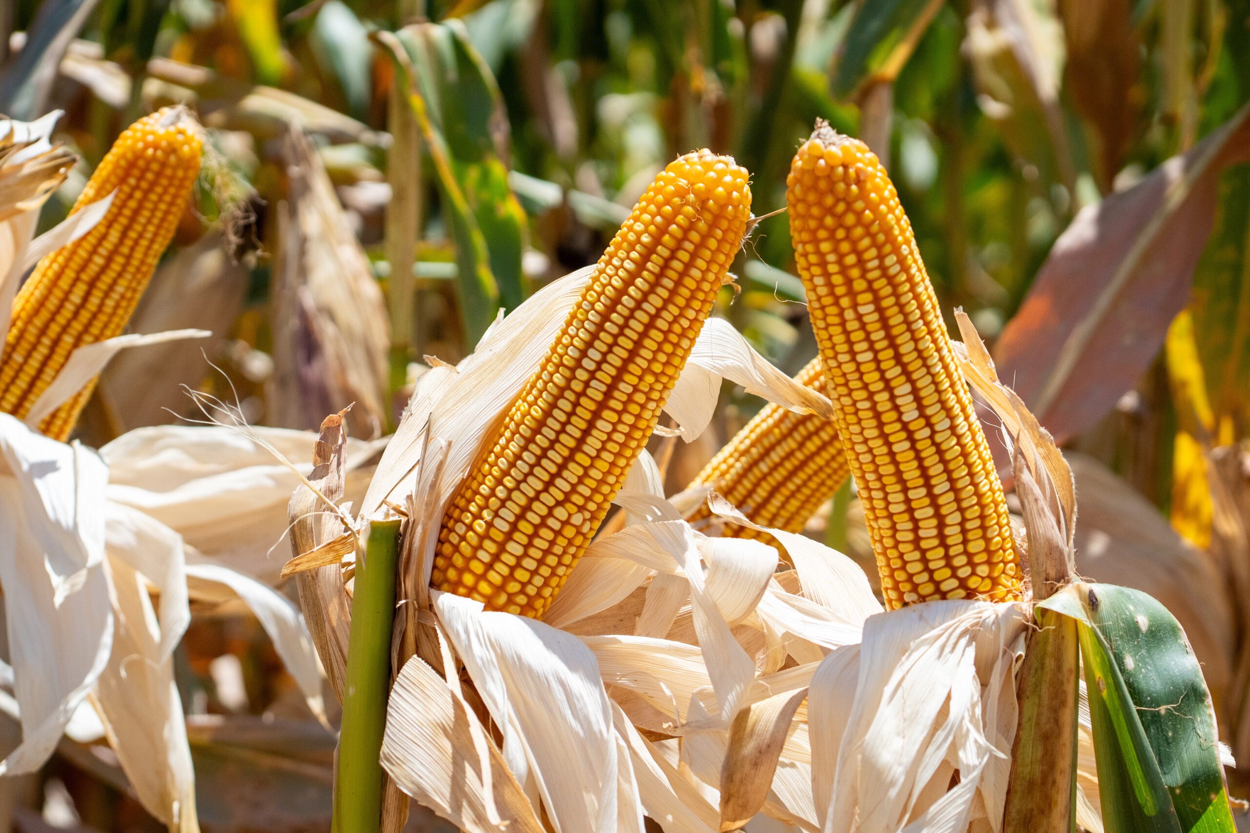 Parceria brasileira investe em tecnologia para controle da lagarta-do-cartucho