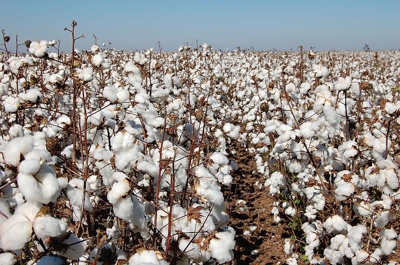 Preços do algodão encontram suporte com menor liquidez no mercado